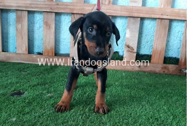 --doberman-105_5