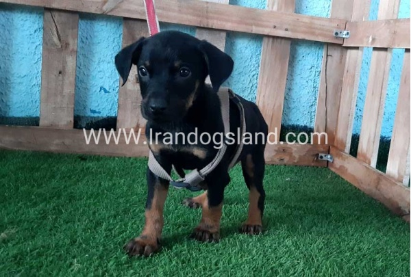 --doberman-106_10
