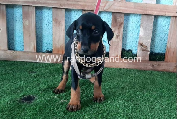 --doberman-107_1