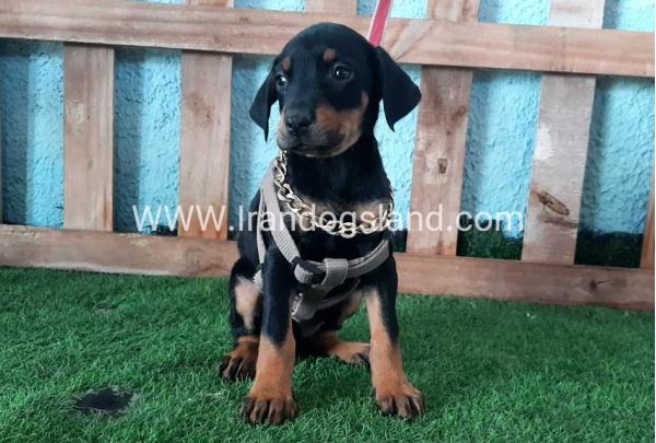 --doberman-107_2