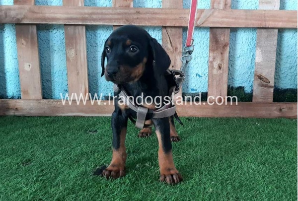 --doberman-108_1