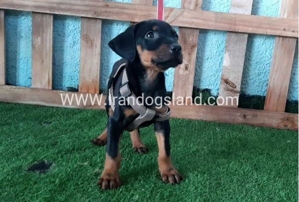--doberman-108_5