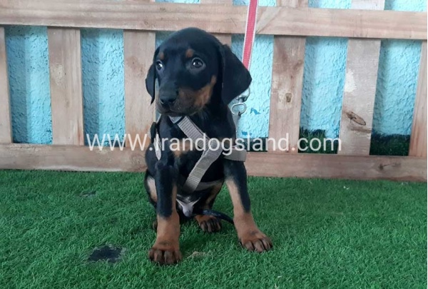 --doberman-108_7