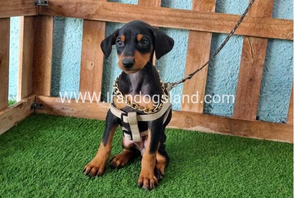 --doberman-109_1