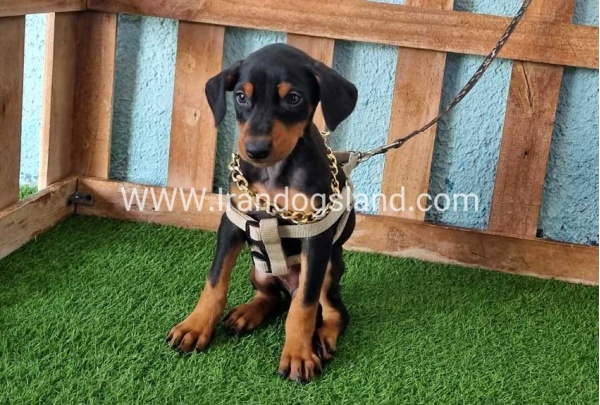 --doberman-109_10