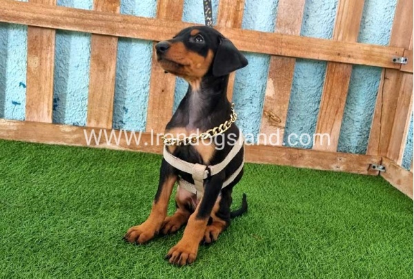 --doberman-109_2