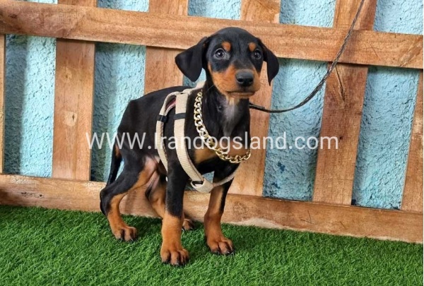 --doberman-109_6