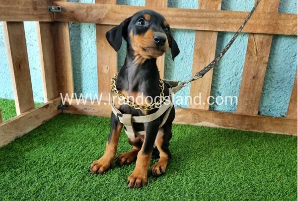 --doberman-109_8