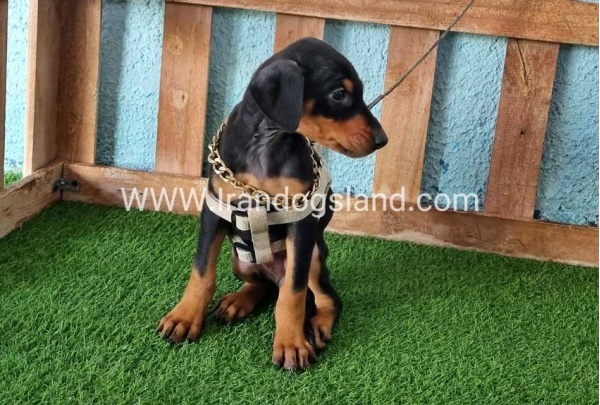 --doberman-109_9