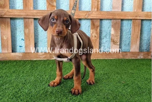 --doberman-110_1