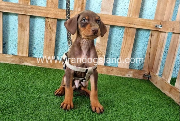 --doberman-110_10
