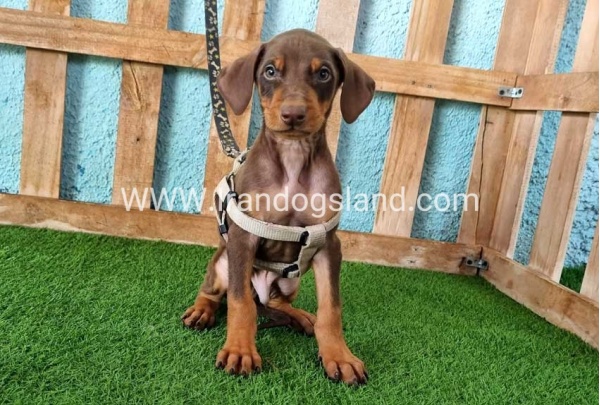 --doberman-110_11