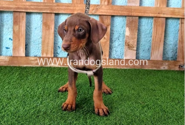 --doberman-110_12