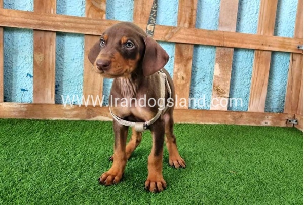 --doberman-110_2