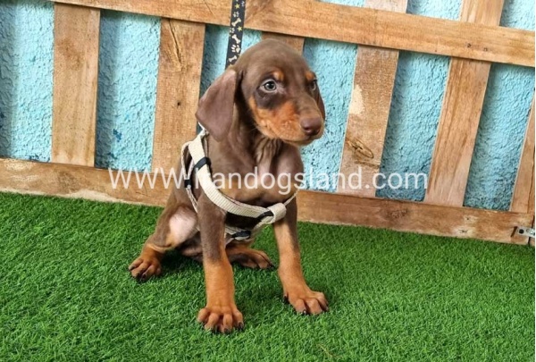 --doberman-110_3