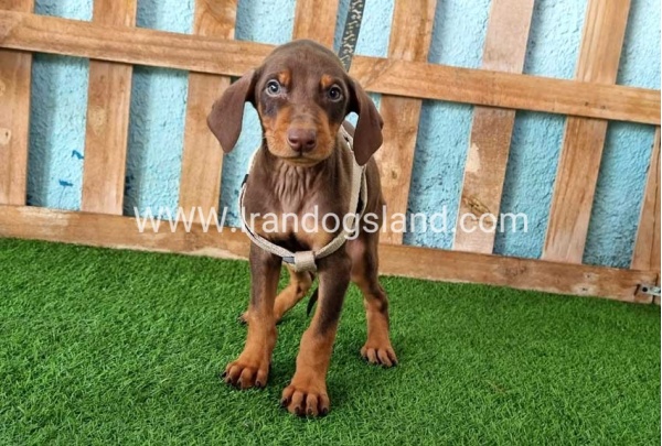 --doberman-110_4
