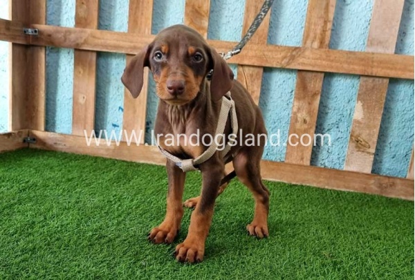 --doberman-110_5