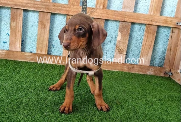 --doberman-110_6