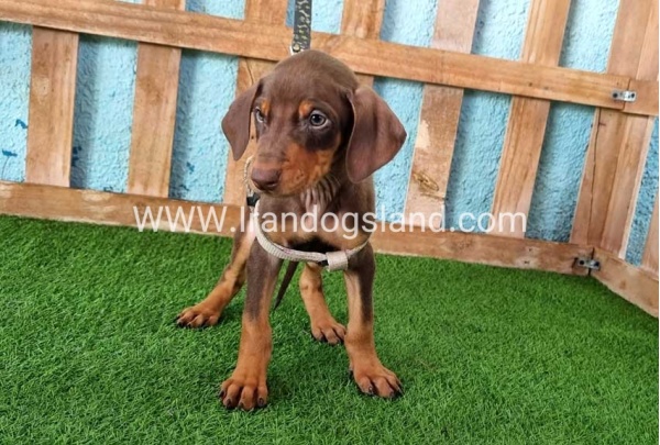 --doberman-110_7