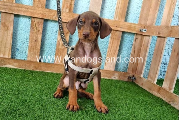 --doberman-110_9