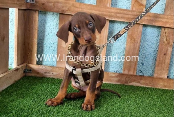 --doberman-113_1