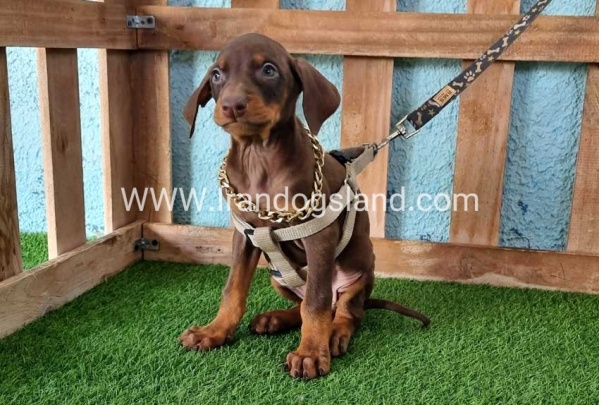 --doberman-113_10