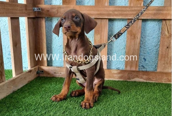 --doberman-113_11