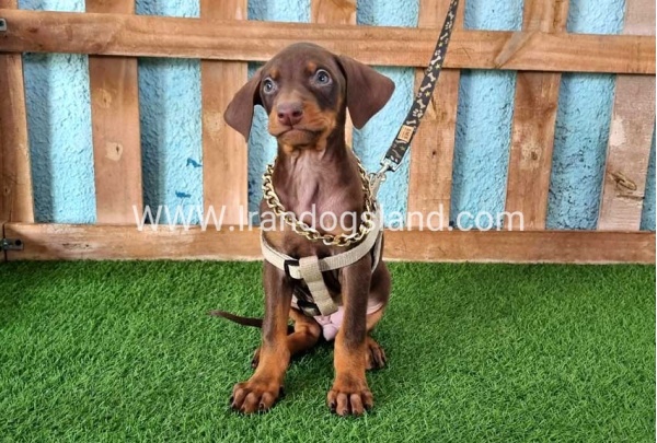 --doberman-113_2
