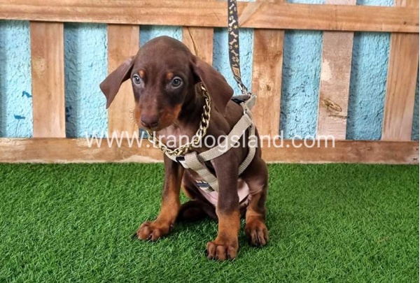 --doberman-113_3