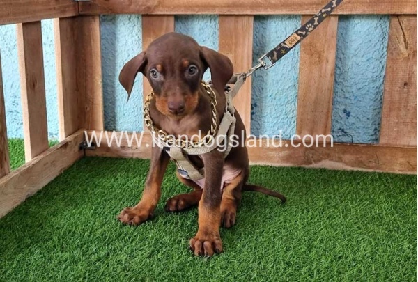 --doberman-113_8