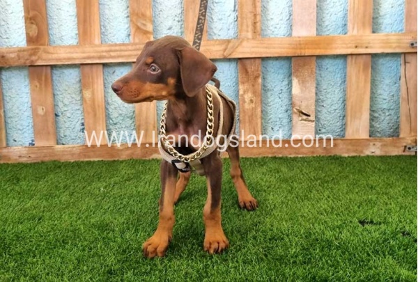 --doberman-115_1