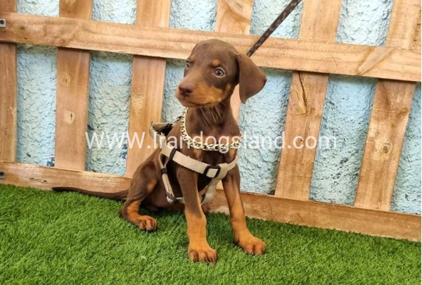 --doberman-115_10