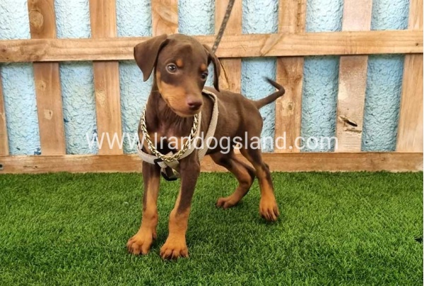 --doberman-115_11