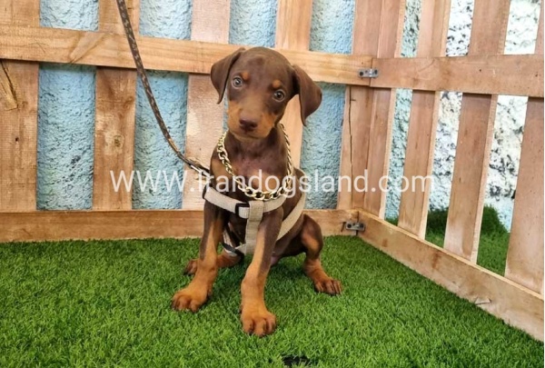 --doberman-115_12