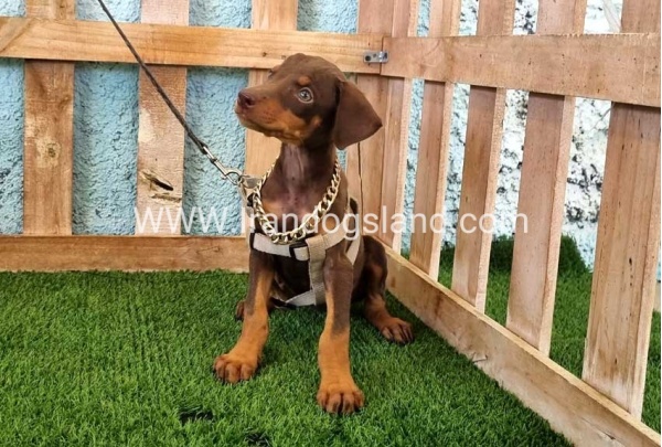 --doberman-115_2
