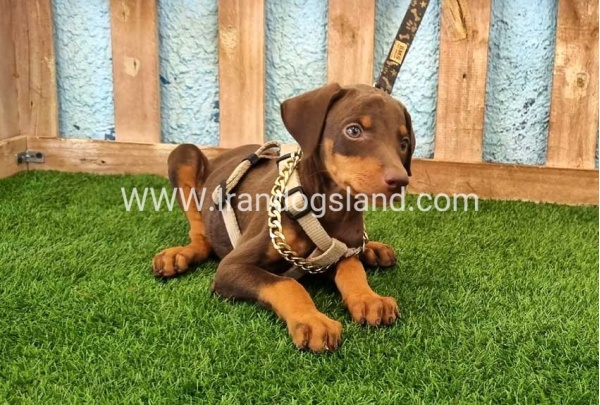 --doberman-115_3