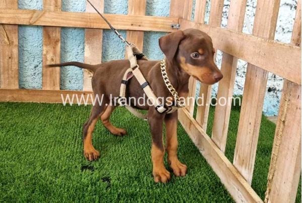 --doberman-115_4