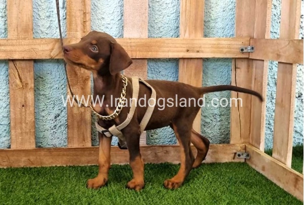 --doberman-115_5