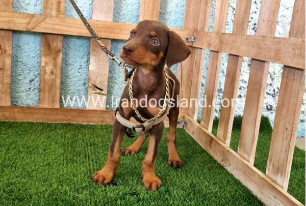 --doberman-115_6