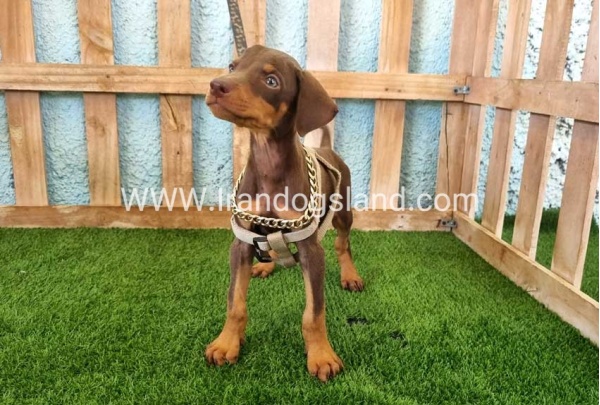 --doberman-115_8