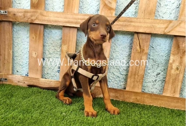 --doberman-115_9