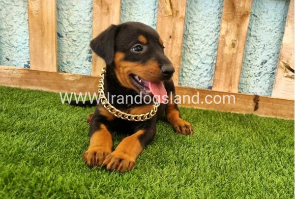 --doberman-116_1