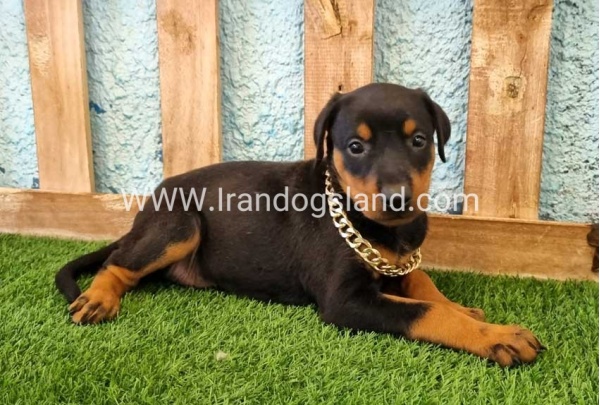 --doberman-116_10