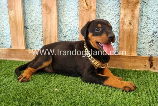--doberman-116_11