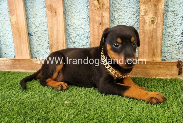 --doberman-116_12