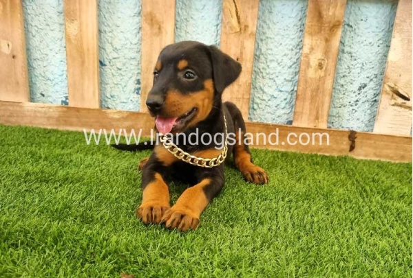 --doberman-116_2