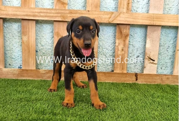 --doberman-116_4