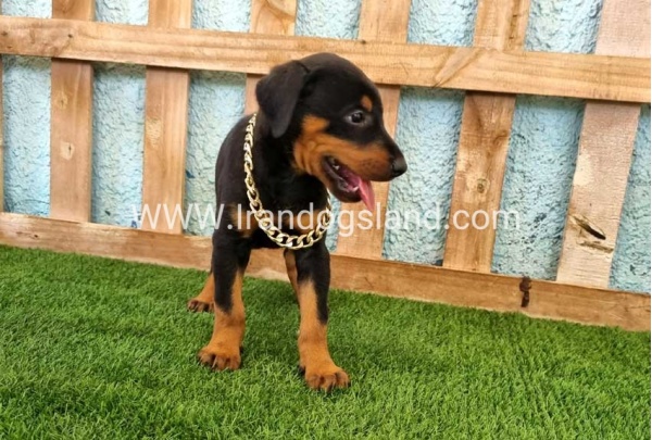 --doberman-116_5
