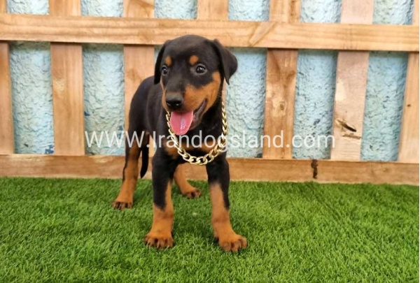 --doberman-116_6