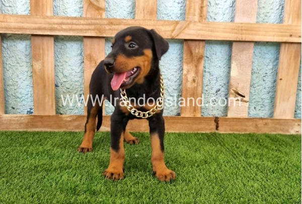 --doberman-116_7